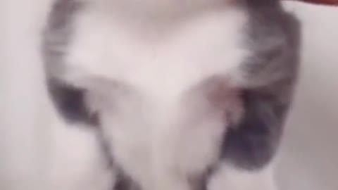 Cat Cute animals funny video