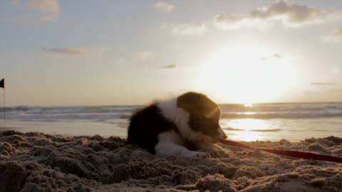 cute pupy play in the beach have fun