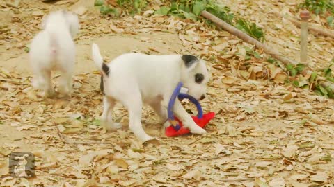 Cutset Parson Russell Terrier Puppies Bounce Around ( Compilation ) - Puppy Love