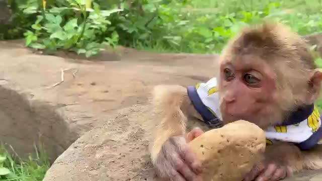 Monkey Baby Bo Bo and the puppy go fishing so funny #animal #fuuny #pet