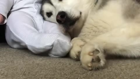 Animal love