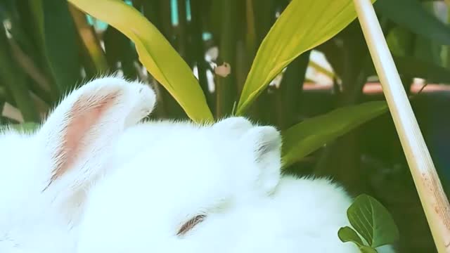 Funny and Cute Baby Bunny Rabbit Videos 2021