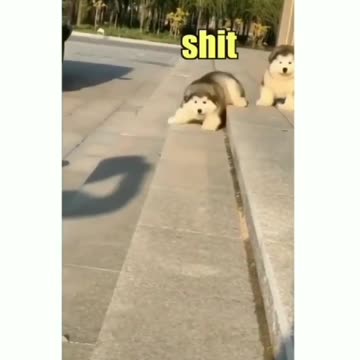 Huskies Are Hilarious 😂