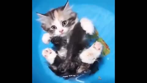 This Baby Munchkin Kitten Will Melt Your Heart With Cuteness