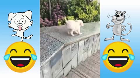 the best funniest animal videos in the world