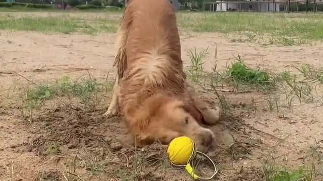 Four big golden retrievers swimming. Another day of partying