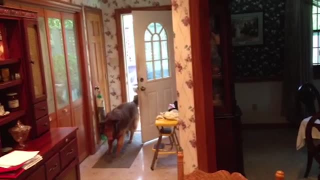 Amazing dog can open and close doors!