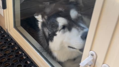 Sleepy Siberian Husky Squishes Face Against Glass