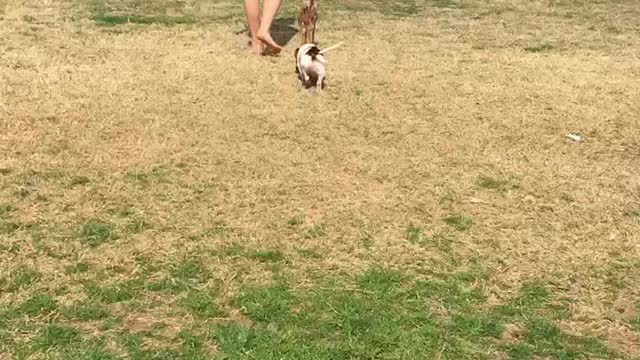 Tiny fawn takes a walk