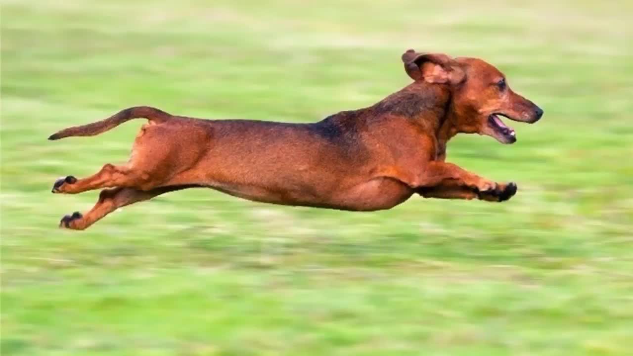 Dachshund was originally created to be a hunter but has conquered love