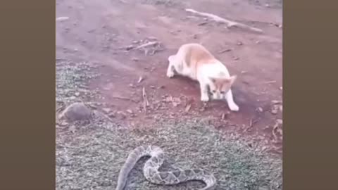 Funny moments of cat and dogs