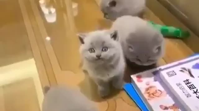 Cats cute funny