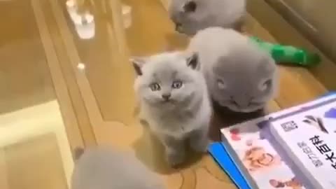 Cats cute funny