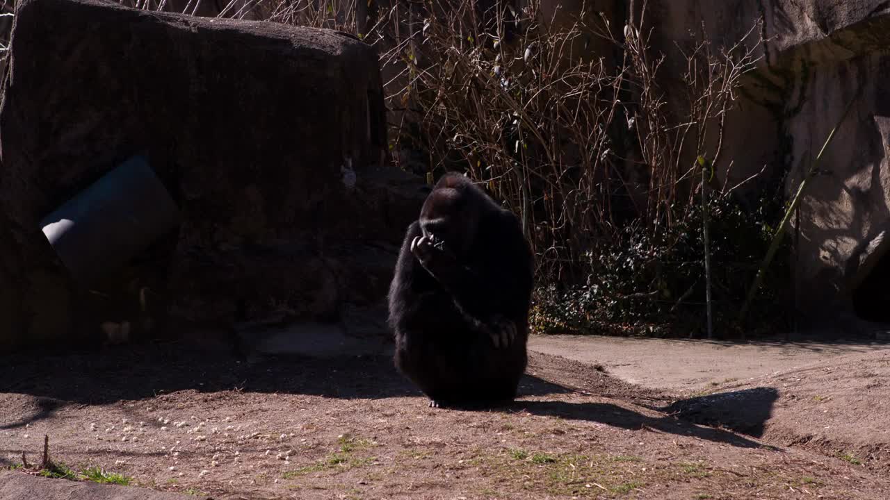 Gorilla sitting and looking around at zoo