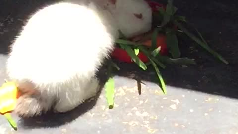 Cute baby rabbit miffy enjoying her carrots