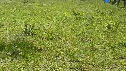 2022-5-29 Pasture turn out