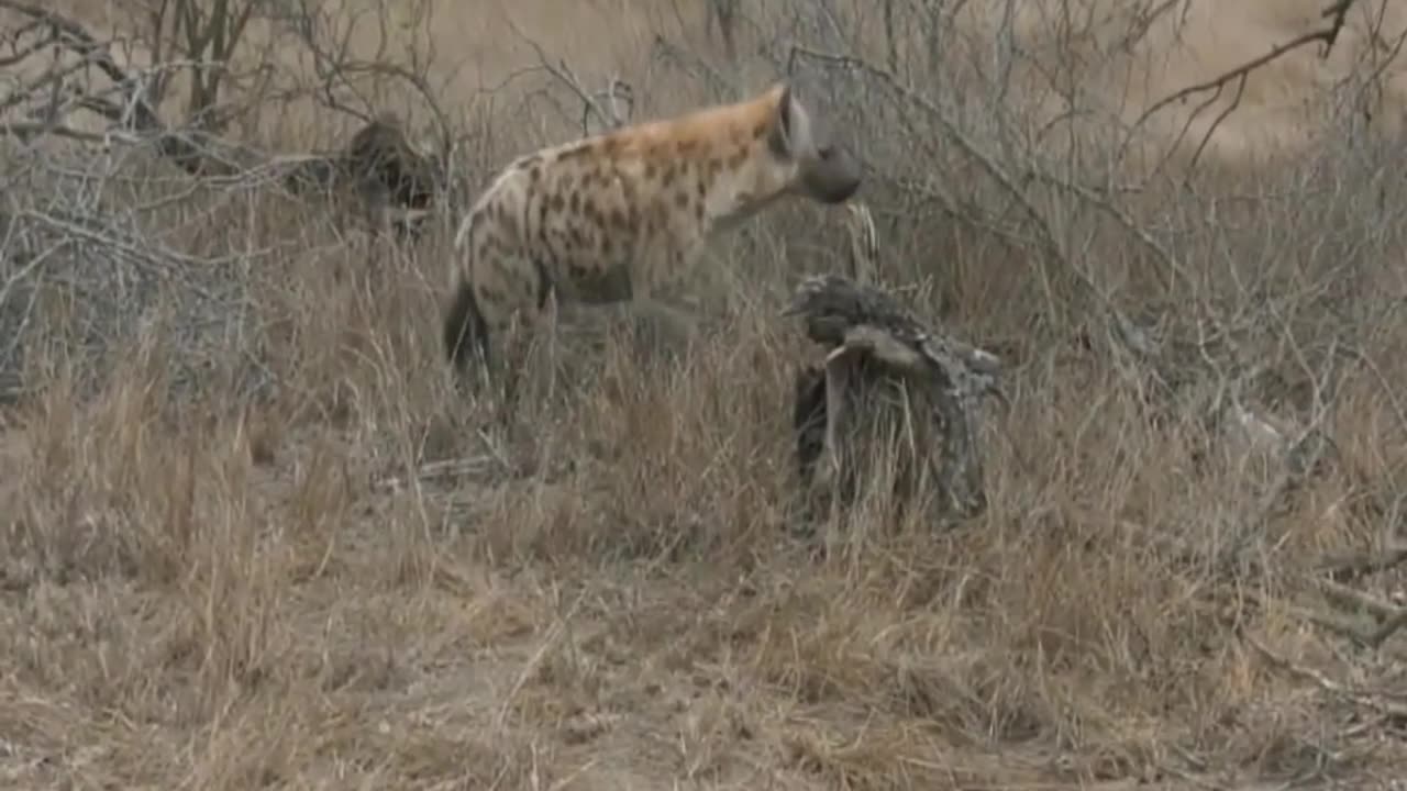 Oct 06, 2017 Sunset Hyena with Stefan in Djuma