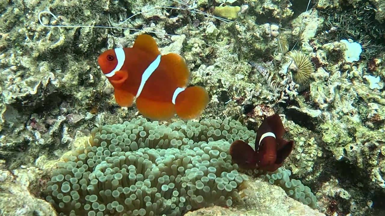 Snorkeling with Clownfish: Exploring Nature’s Aquatic Gems