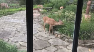 In the garden causing trouble caught in the act.