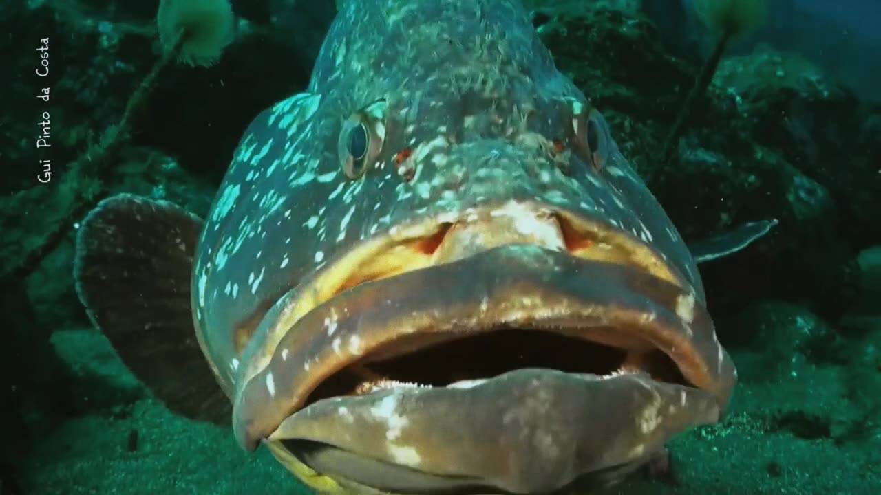 Mere Lord of the Azores
