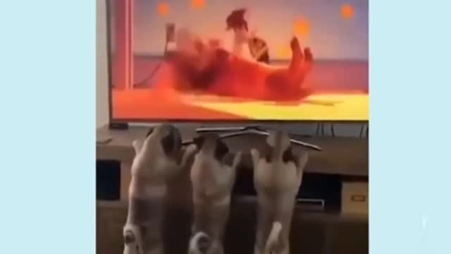 Funny animals - best of the 2022 funny animals video