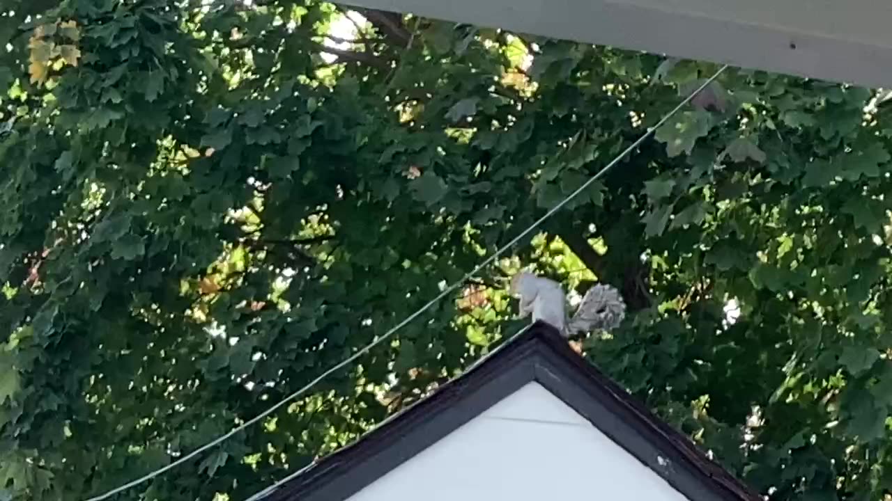 Squirrel with nuts.