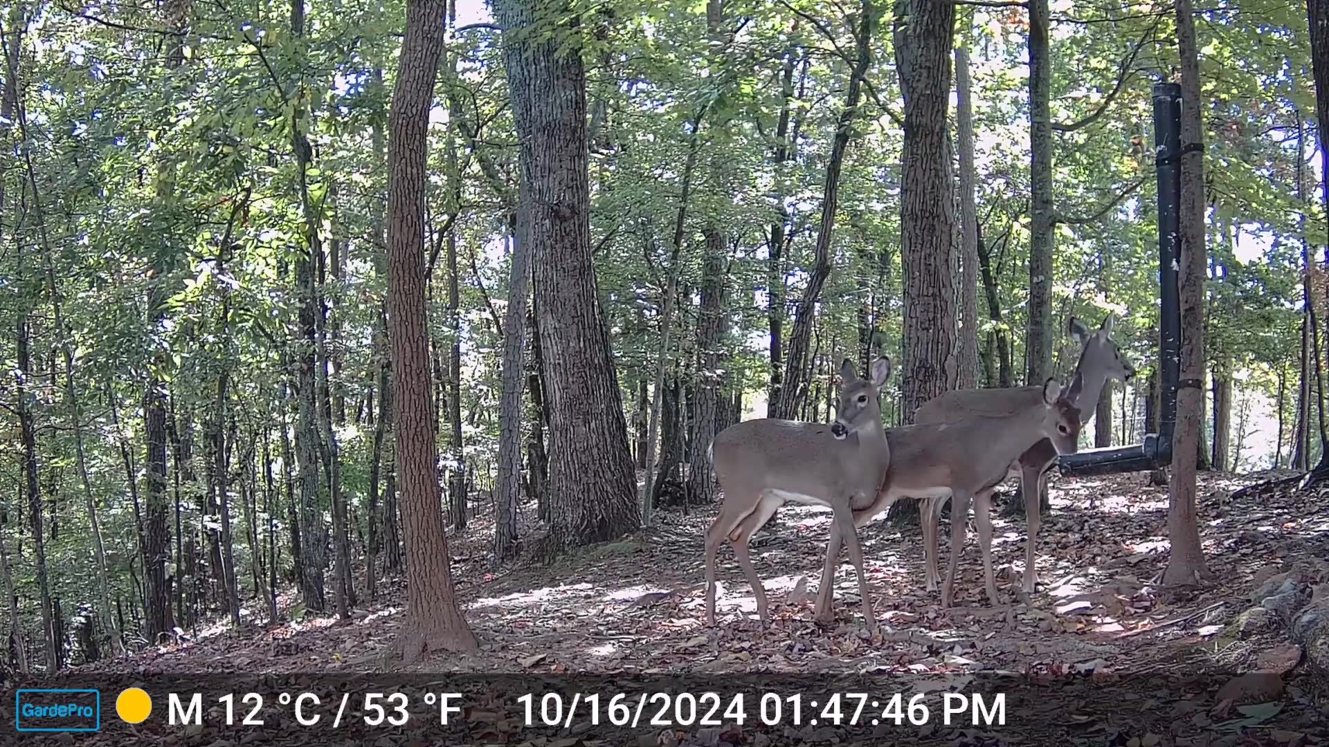 The Woods 10/16/2024