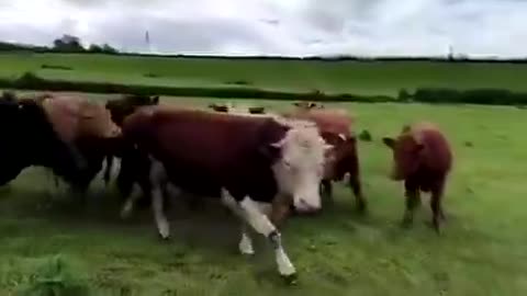 How a breeding bull is greeted by pasture full of cows