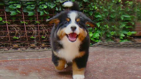 Best funny dogs video