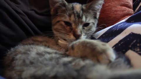 Cool cat don't care