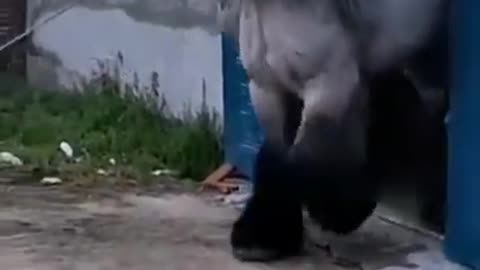 That is a Majestical Beast