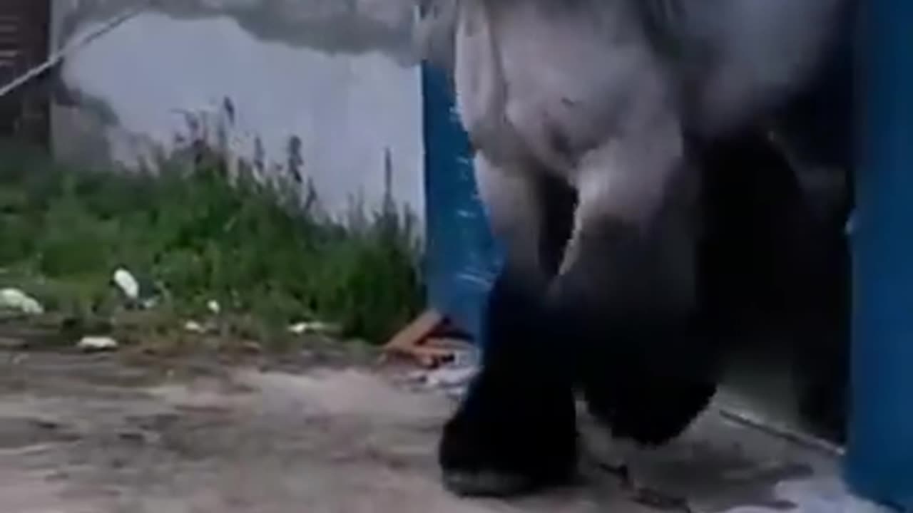 That is a Majestical Beast