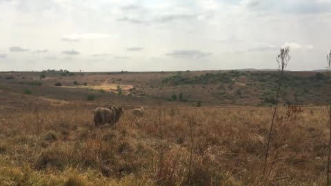lions in the forest