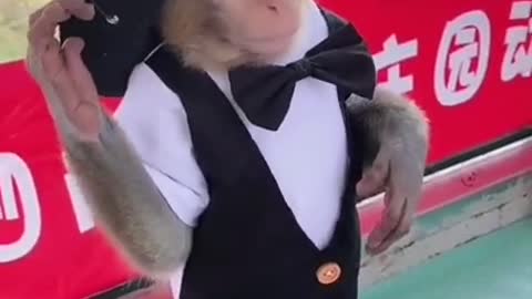 Monkey lifestyle living at home, #short