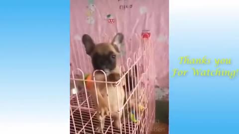 Funny dog videos - you will laugh