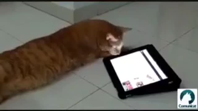 DISTRACTING THE CAT WITH TABLET