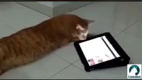 DISTRACTING THE CAT WITH TABLET