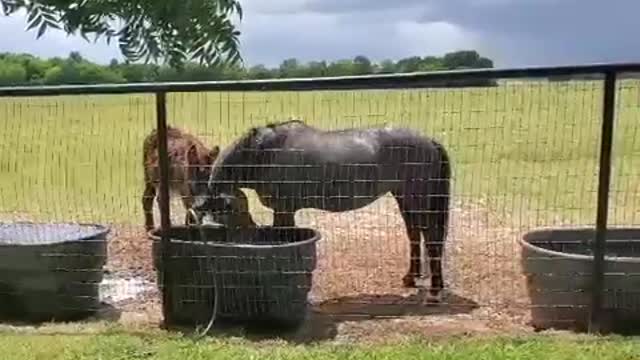 Blue playing in the water