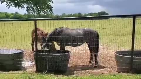 Blue playing in the water