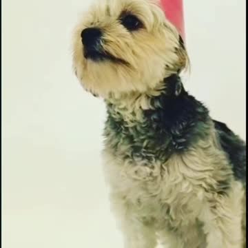 Watch Puppy funny video