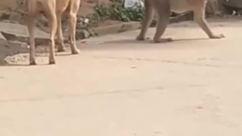 Dog and monkey funny moments