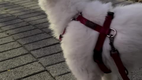 13 year old dog yawning while walking