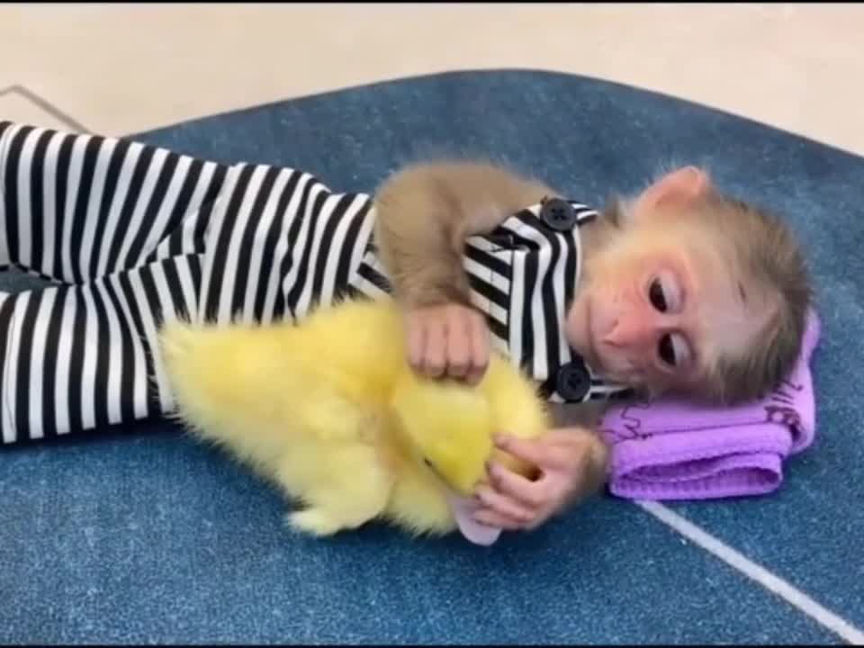 Affectionate animals