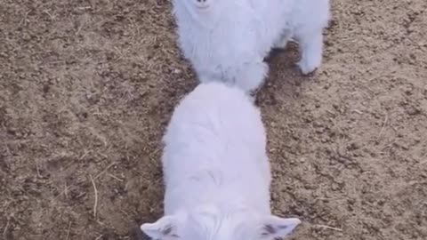 PetAxis,cutest babies pet compilation🐐cuteness overloaded