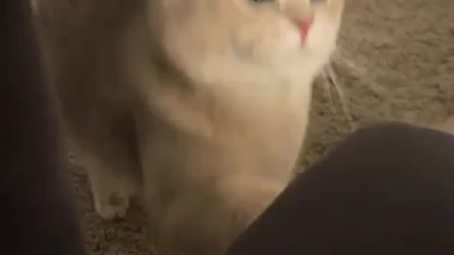 Cat sound 🐱 cute 🥰