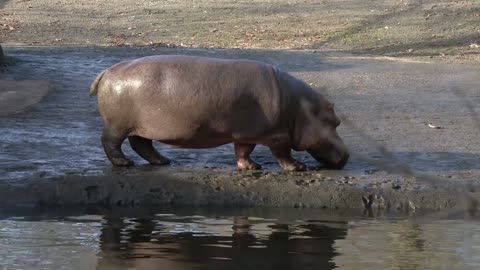 Invasive Species: How Pablo Escobar's Hippos are RAVAGING Colombia (Even Today)