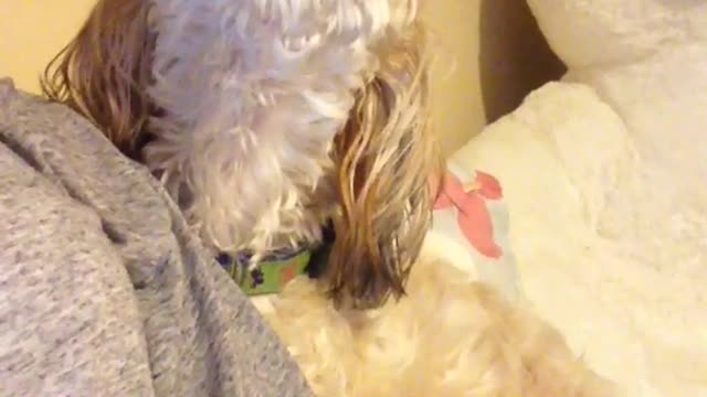 White dog howls with grey shirt owner