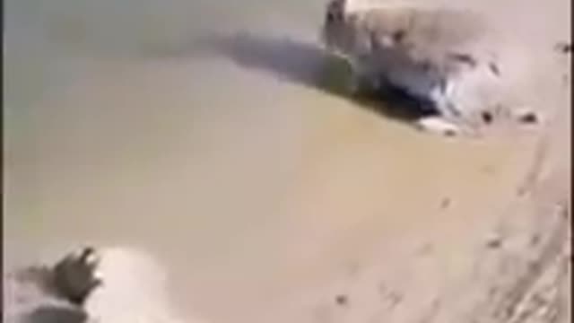 Have you seen a rabbit swimming before