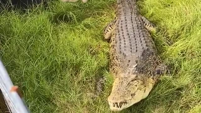 huge crocodile being fed