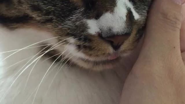 A cat that forgot to put its tongue in its mouth.